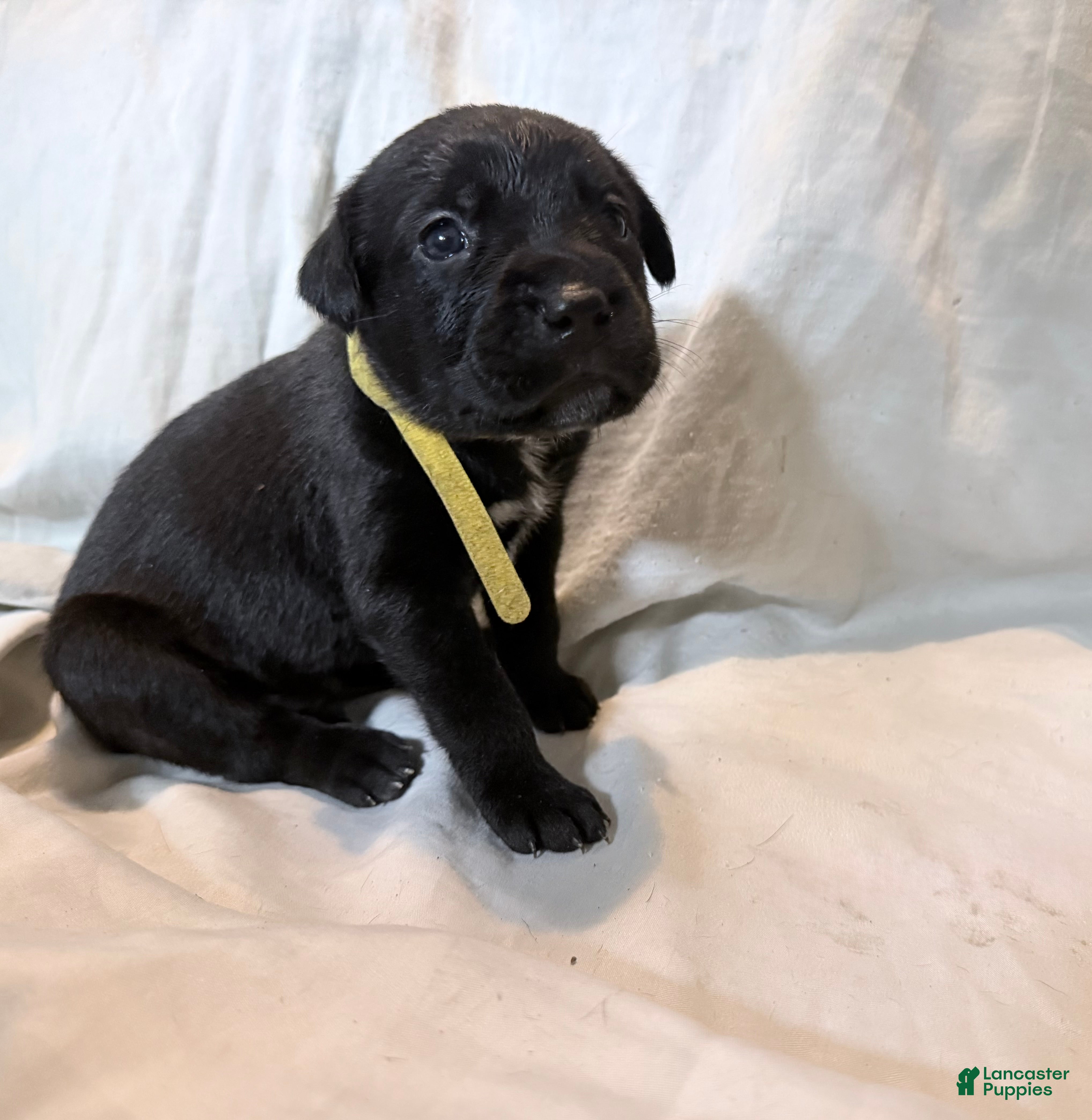 Cane Corso dogs Crowley AKC yellow collar - Ad 14