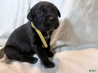 Cane Corso dogs Crowley AKC yellow collar - Ad 14