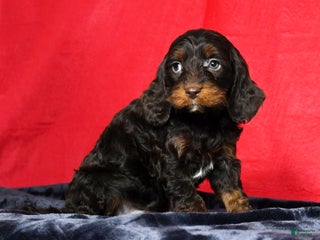 Cavapoo dogs - Ad 40