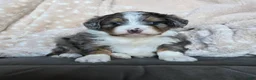 Mini Bernedoodle dogs for sale: Mini Callie - Ad 16