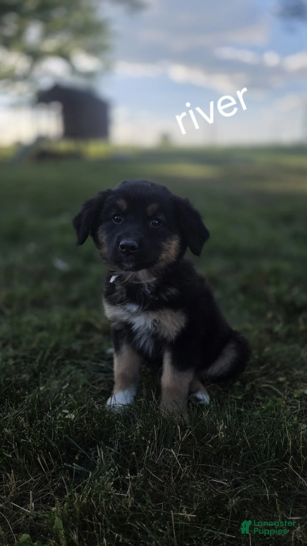 Mixed Breed dogs for sale: River  - Ad 3