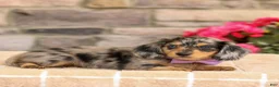 Miniature Dachshund dogs for sale: Marley - Ad 7