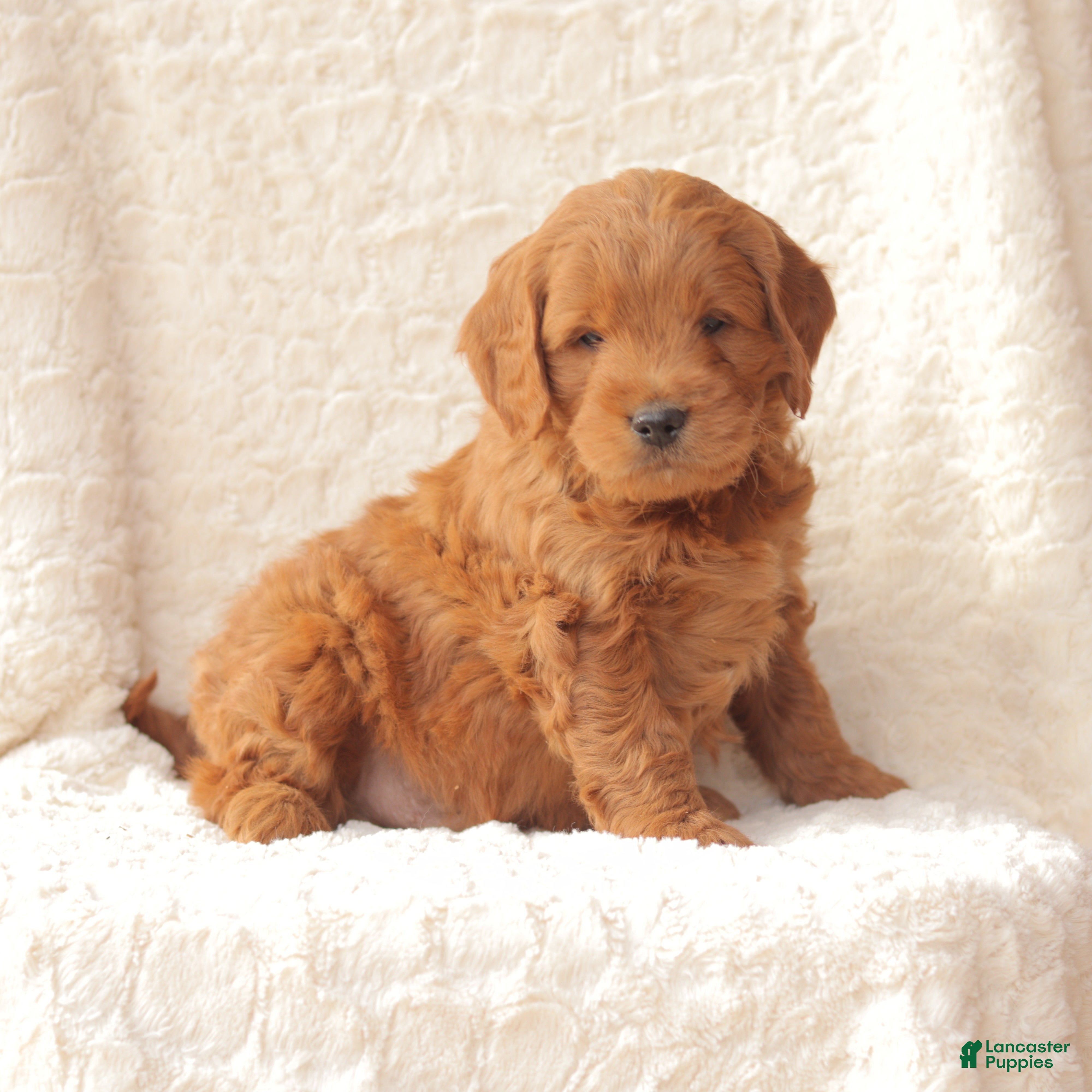 Mini Goldendoodle dogs Champ - Ad 35