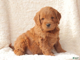 Mini Goldendoodle dogs Champ - Ad 15