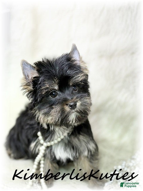 Yorkshire Terrier dogs Yorkshire Terrier 3 - Ad 2