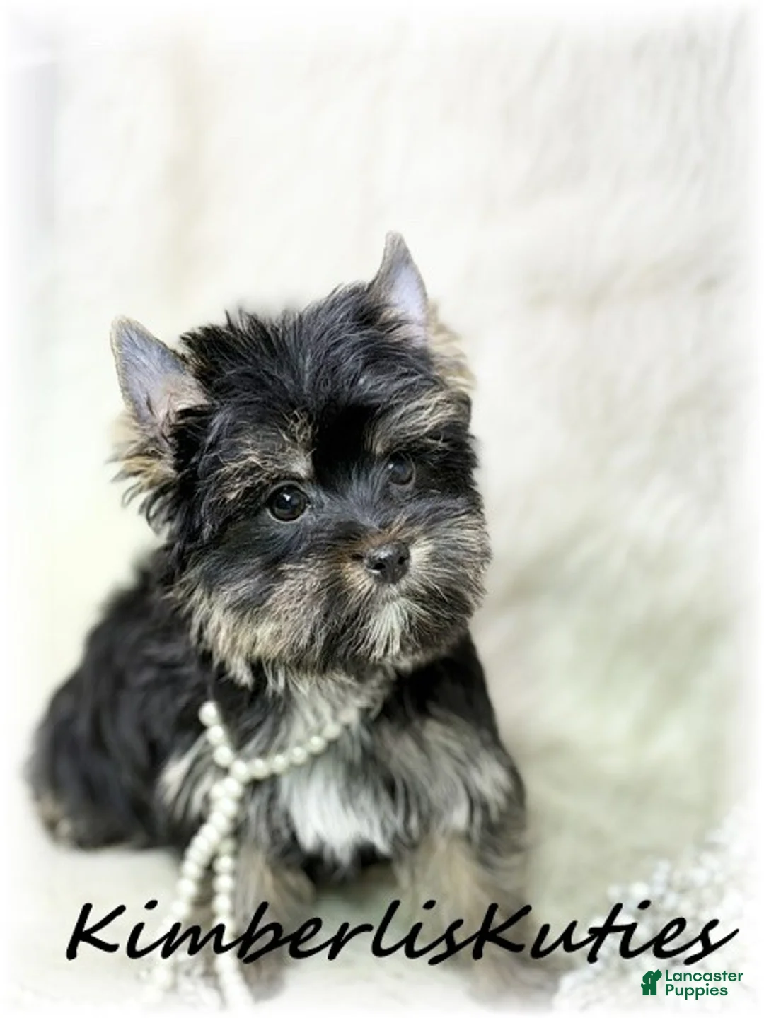 Yorkshire Terrier dogs for sale: Yorkshire Terrier 3 - Ad 2