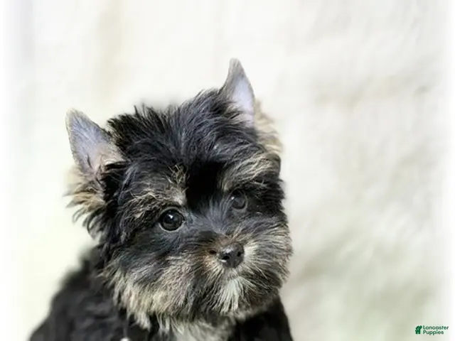 Yorkshire Terrier dogs Yorkshire Terrier 3 - Ad 2