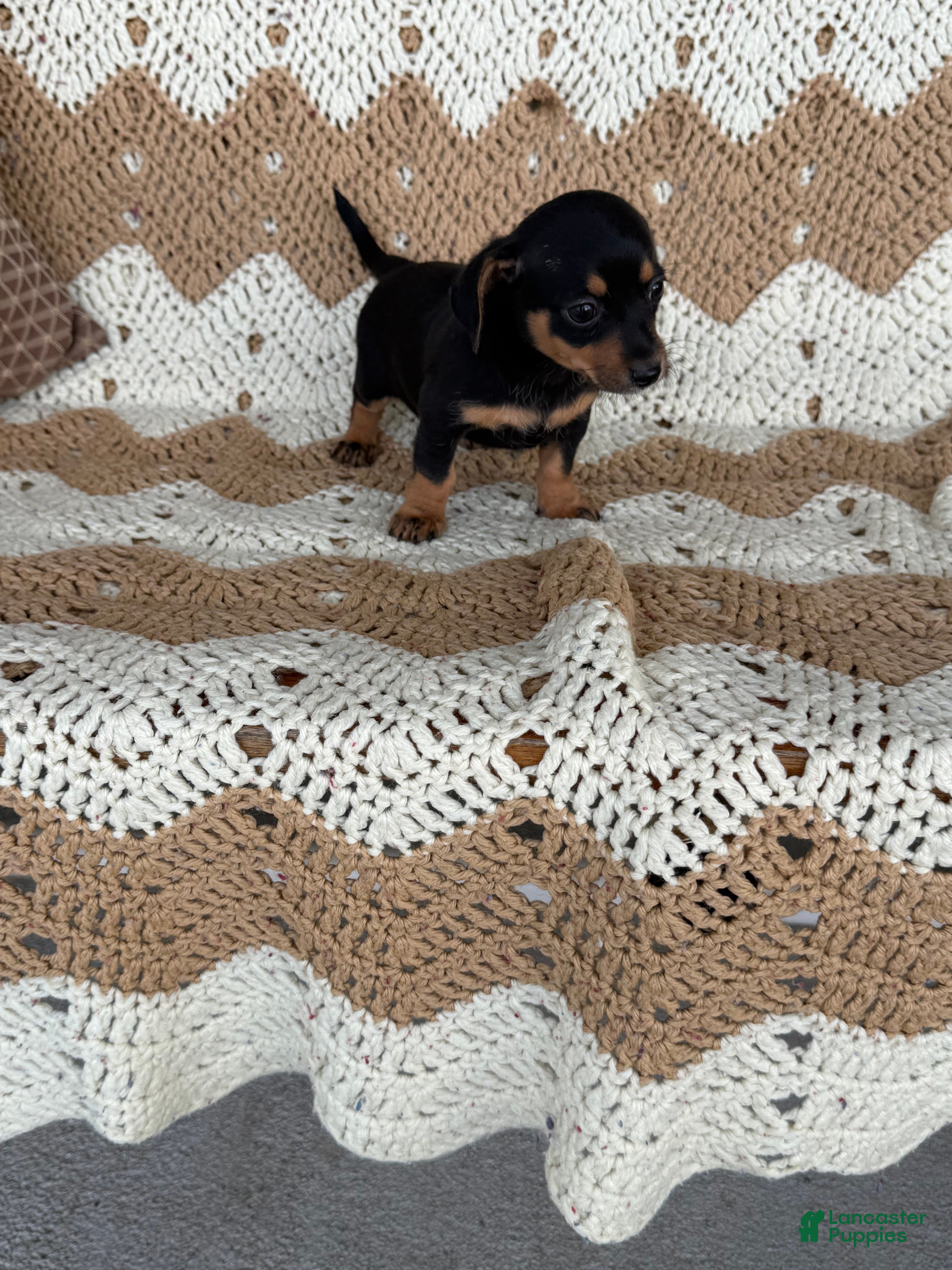 Miniature Dachshund dogs  Bam bam - Ad 1