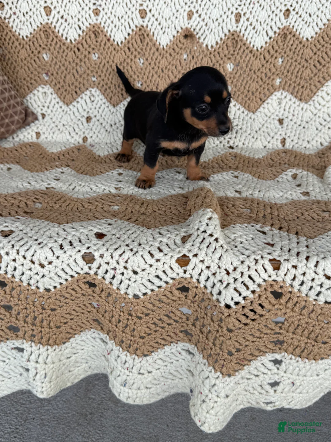 Miniature Dachshund dogs for sale:  Bam bam - Ad 1