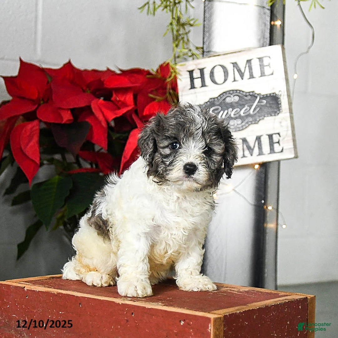 Cavapoo dogs for sale: Finn - Ad 3