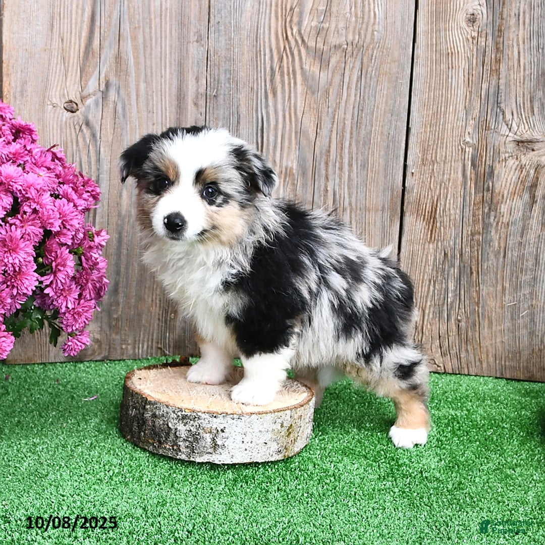 Miniature Australian Shepherd dogs for sale: Ripple - Ad 7