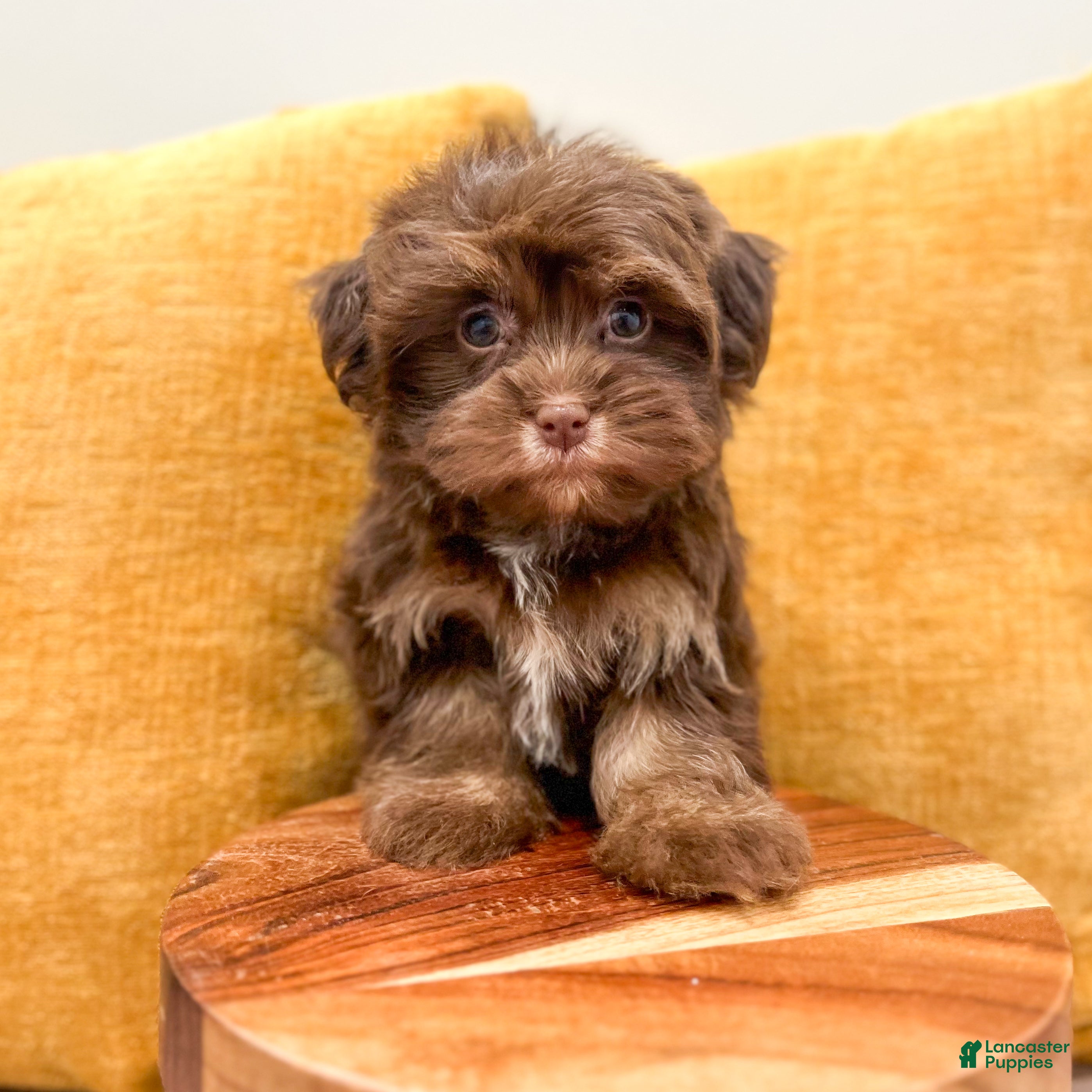 Havanese dogs for sale: Amelia - Ad 2