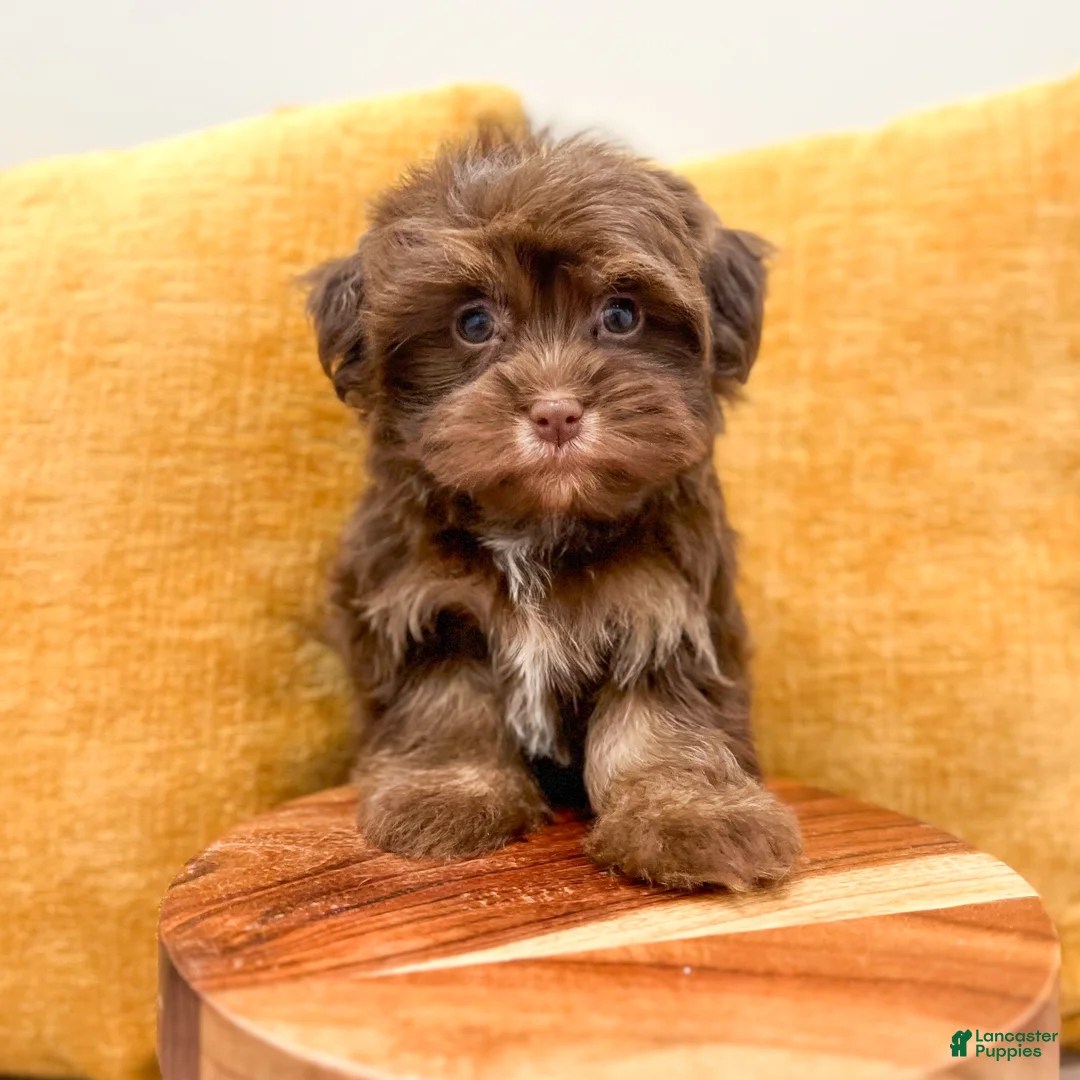 Havanese dogs for sale: Amelia - Ad 2