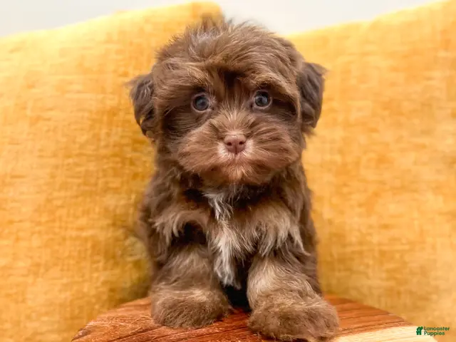 Havanese dogs for sale: Amelia - Ad 2