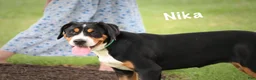Greater Swiss Mountain Dog dogs for sale: Nika - Ad 3