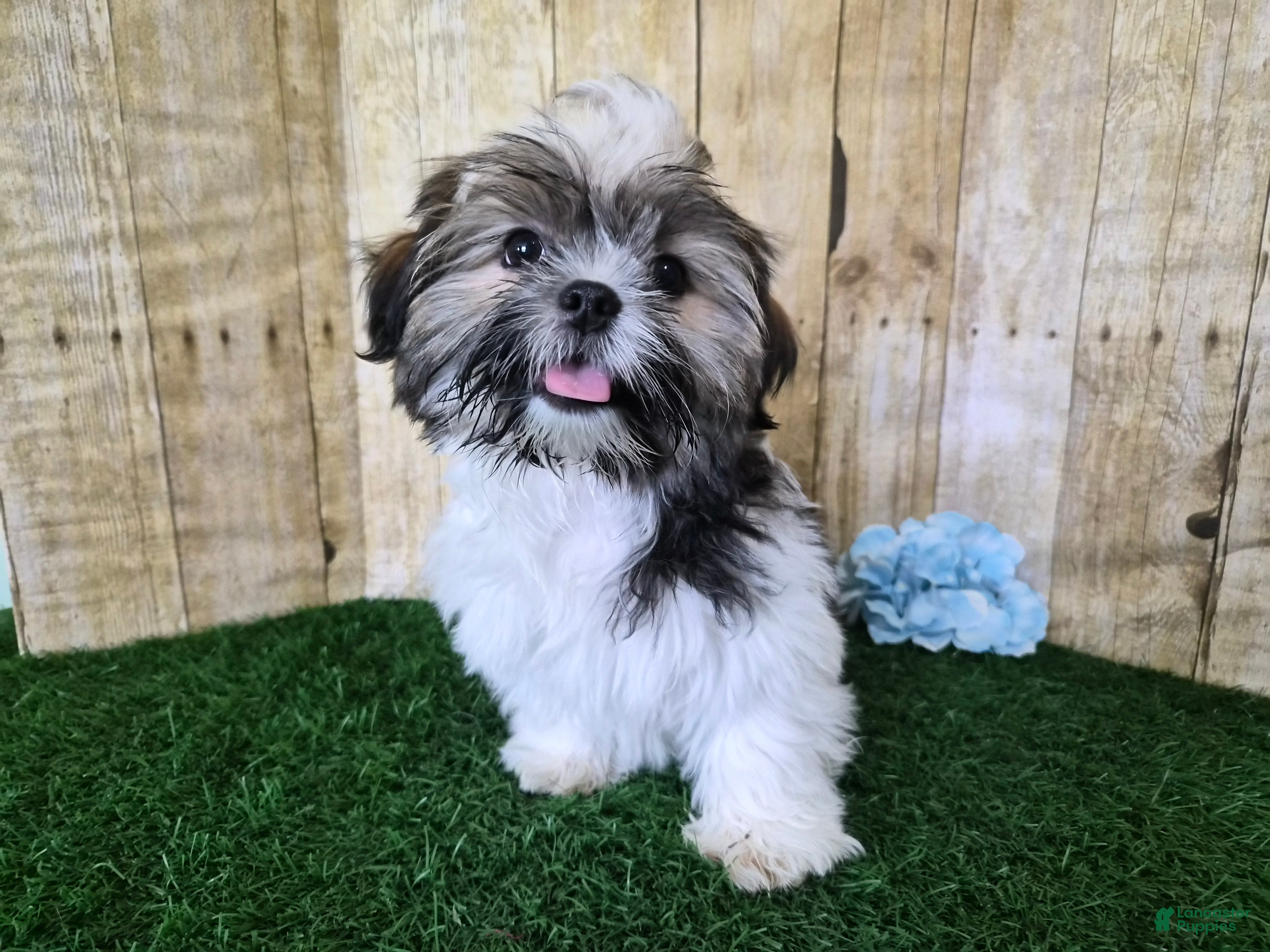 Shorkie dogs Cowboy - Ad 2