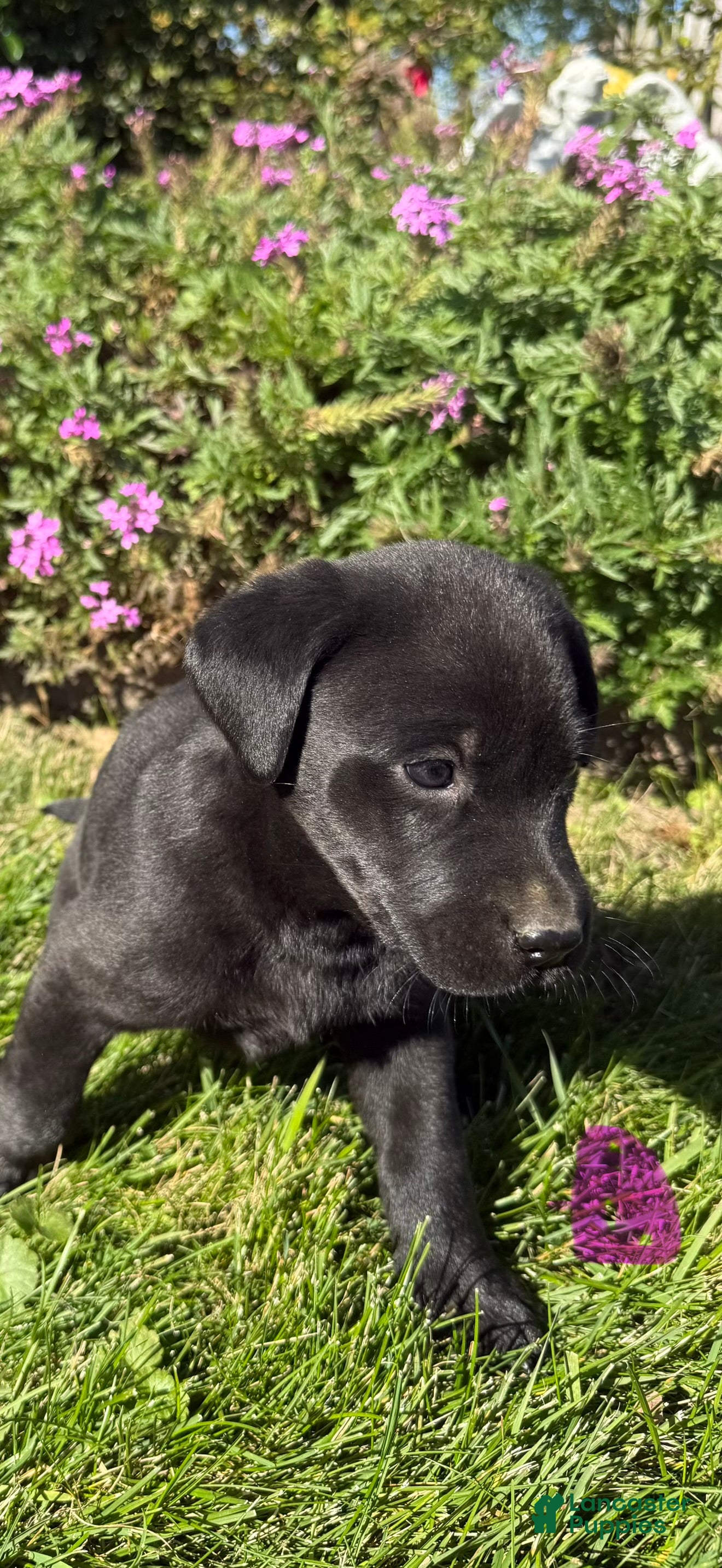 Labrador Retriever dogs for sale: Labrador Retriever 6 - Ad 1
