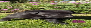 Labrador Retriever 6