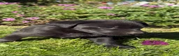 Labrador Retriever dogs for sale: Labrador Retriever 6 - Ad 1
