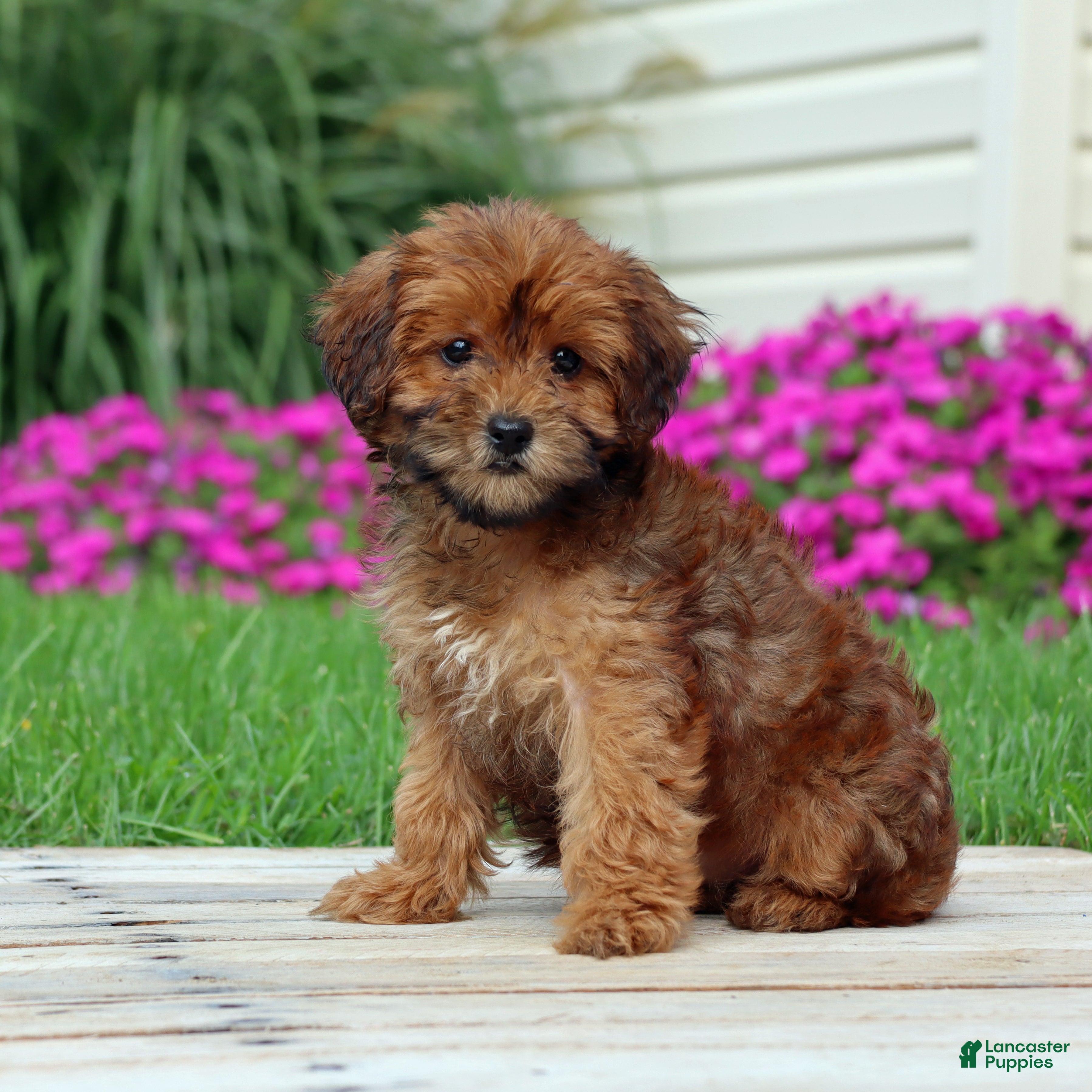 Yorkiepoo dogs for sale: Cinnamon - Ad 4