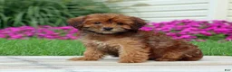 Yorkiepoo dogs for sale: Cinnamon - Ad 1