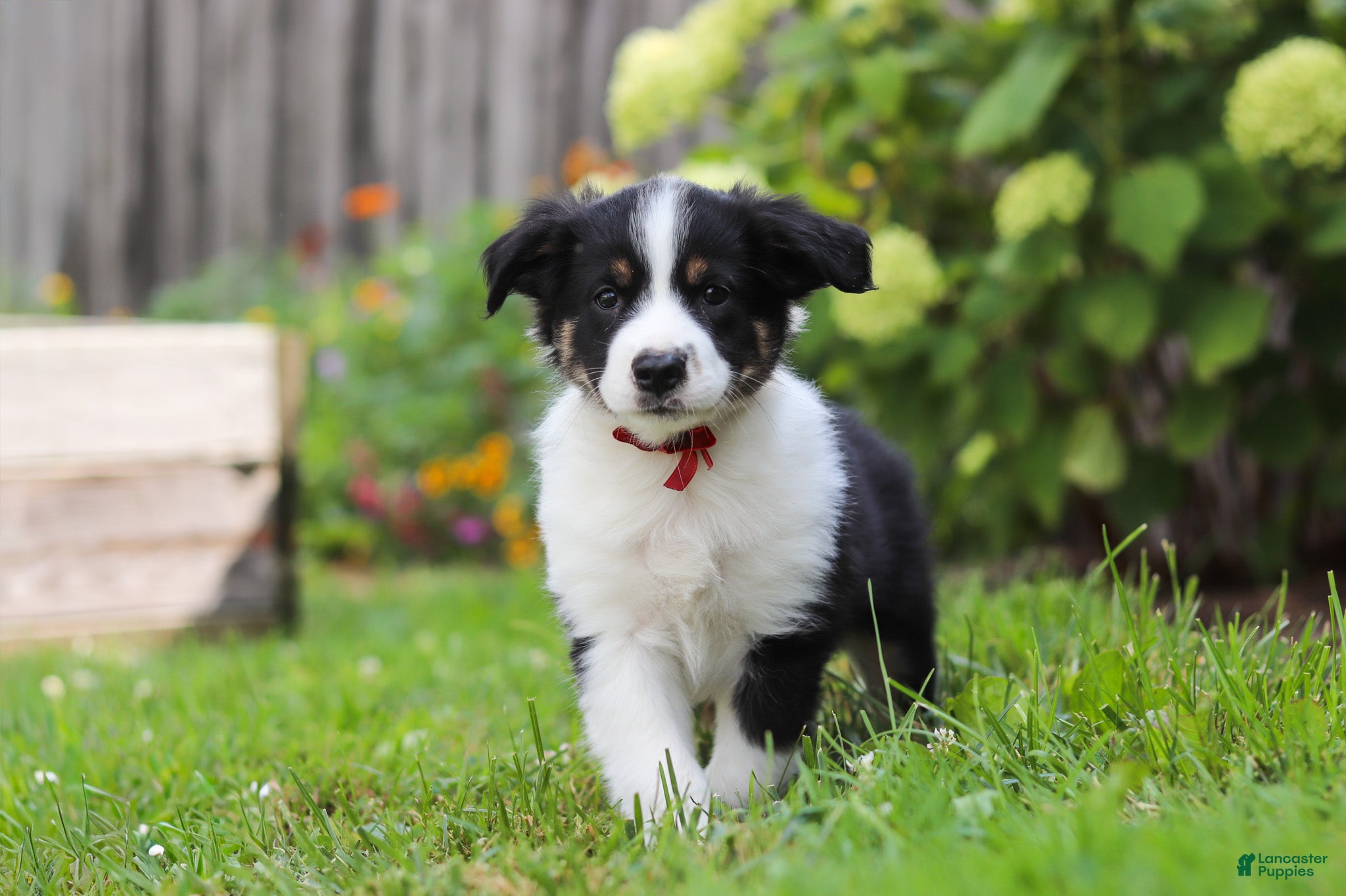 Toy Australian Shepherd dogs Charles - Ad 2
