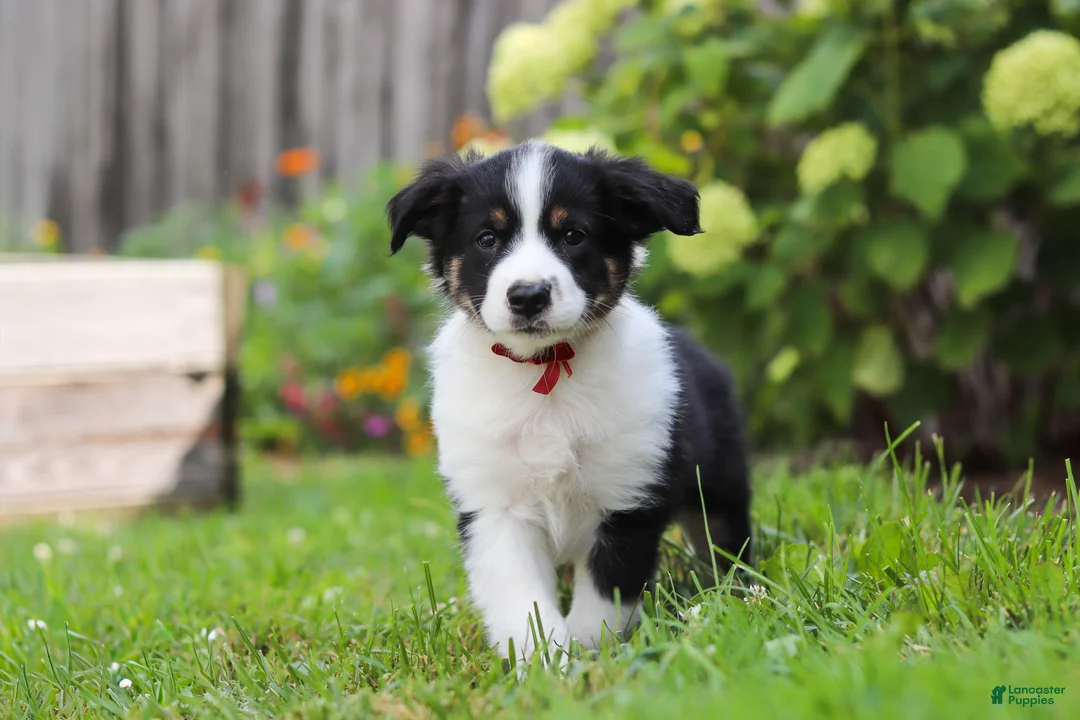 Toy Australian Shepherd dogs for sale: Charles - Ad 2