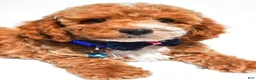 Cockapoo dogs for sale: Trevor - Ad 6