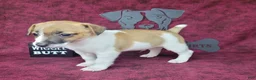 Jack Russell Terrier dogs for sale: Rebel DELIVERY AVAILABLE  - Ad 2