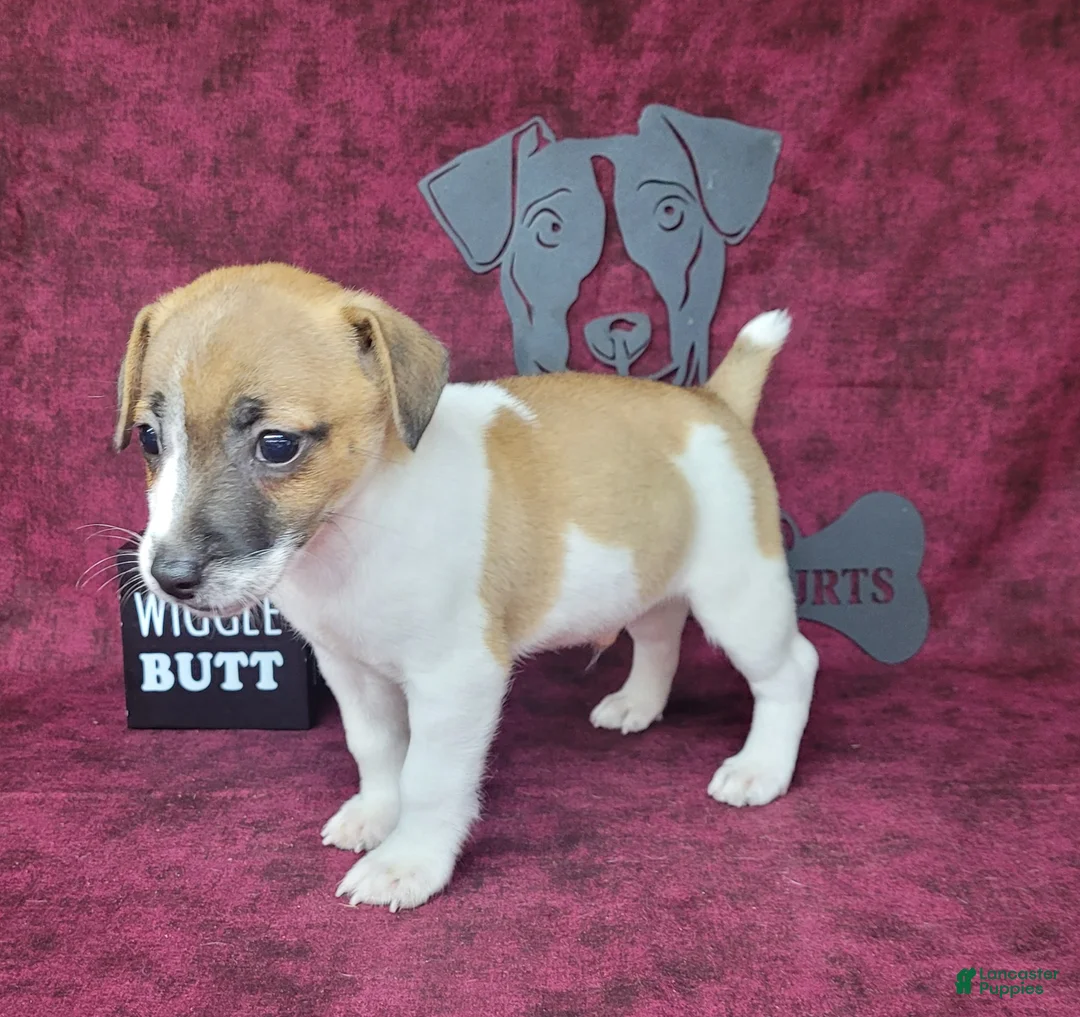Jack Russell Terrier dogs for sale: Rebel DELIVERY AVAILABLE  - Ad 2