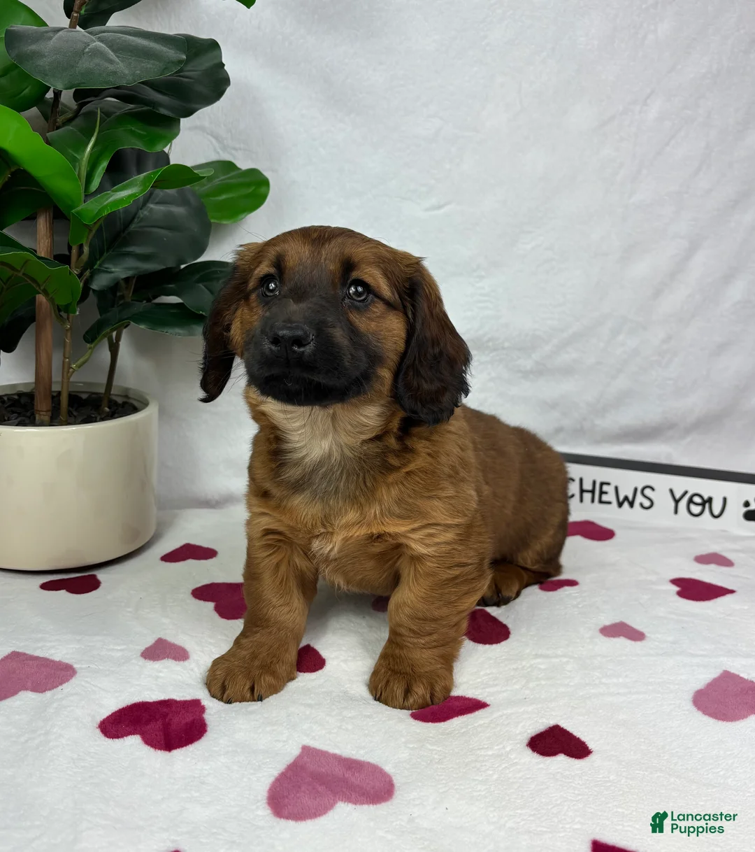 Dachshund dogs for sale: Danny - Ad 5