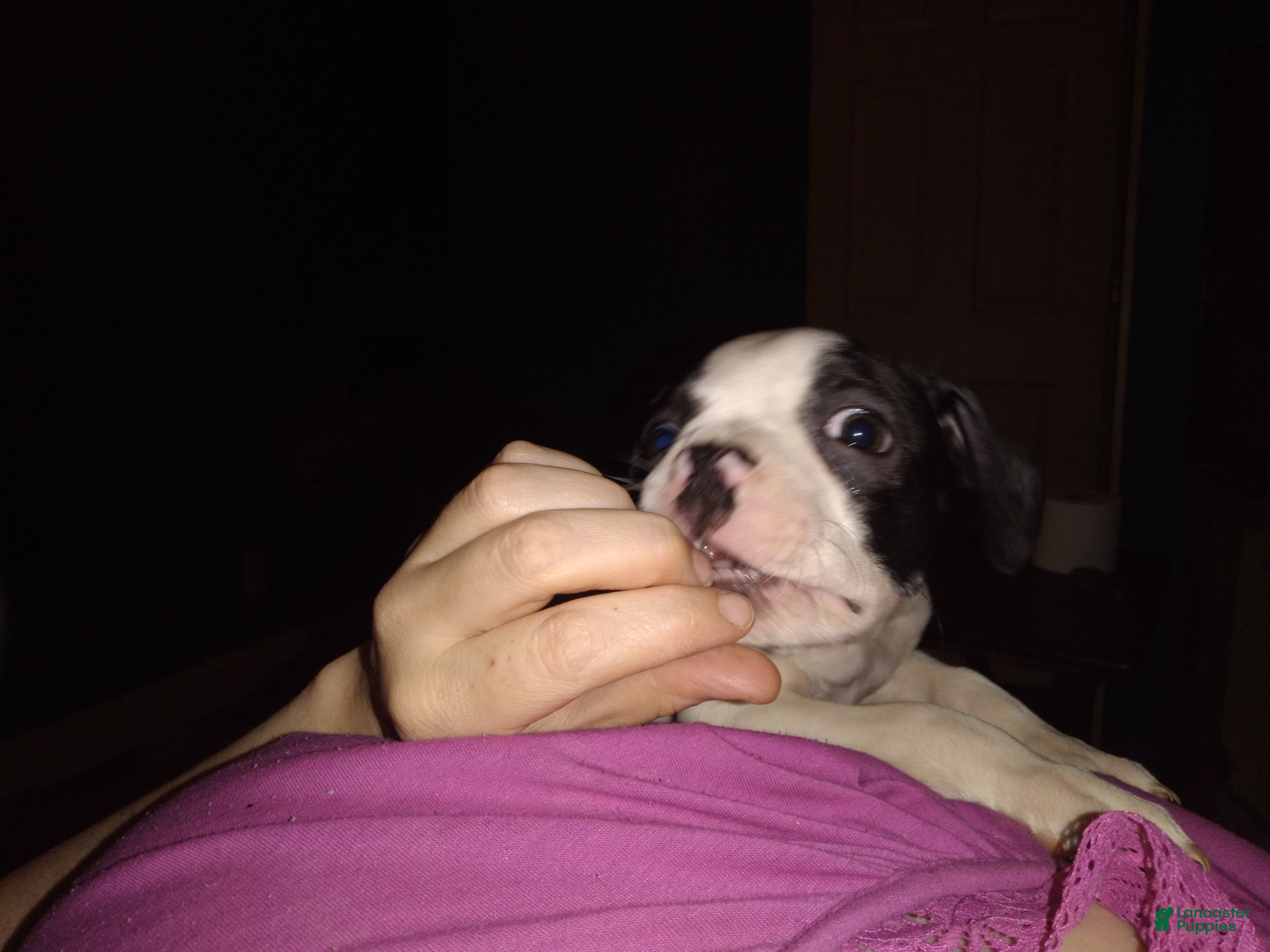 Boston Terrier dogs Houdini aka Harry Boston Terrier 3 - Ad 21