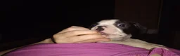 Boston Terrier dogs for sale: Houdini aka Harry Boston Terrier 3 - Ad 1