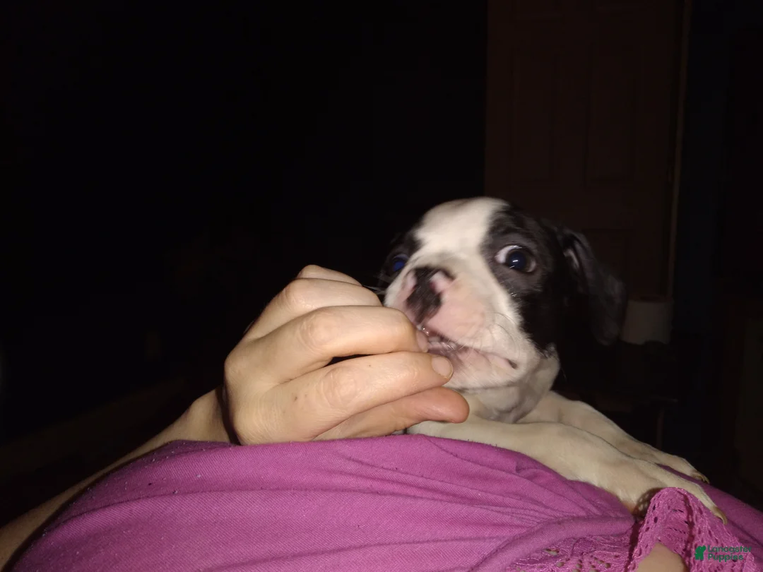 Boston Terrier dogs for sale: Houdini aka Harry Boston Terrier 3 - Ad 1