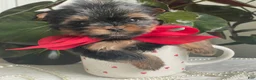 Biewer Terrier dogs for sale: Itty Bitty - Ad 13
