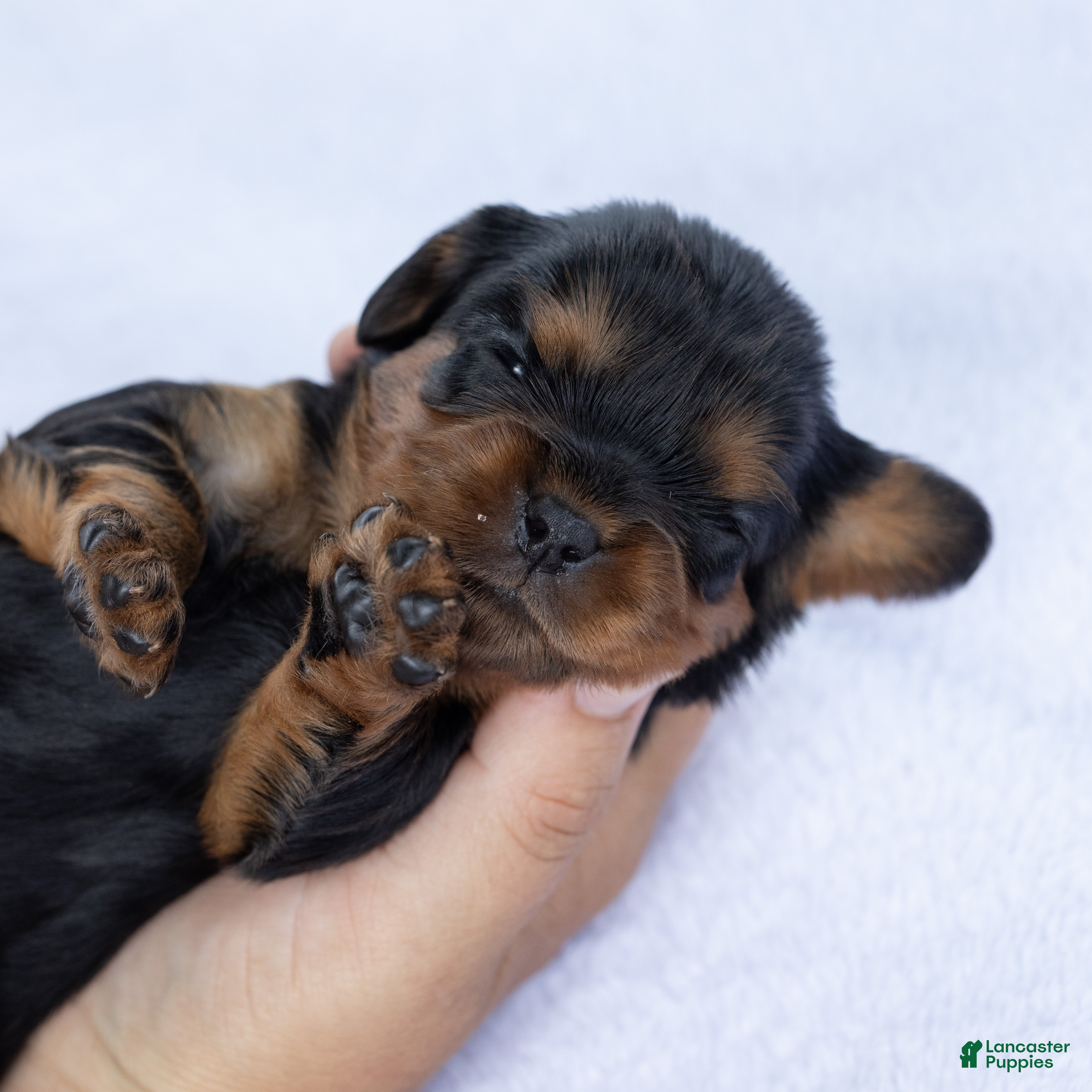 Cavalier King Charles Spaniel dogs Spanky - Ad 1