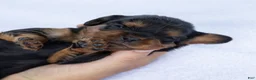 Cavalier King Charles Spaniel dogs for sale: Spanky - Ad 3