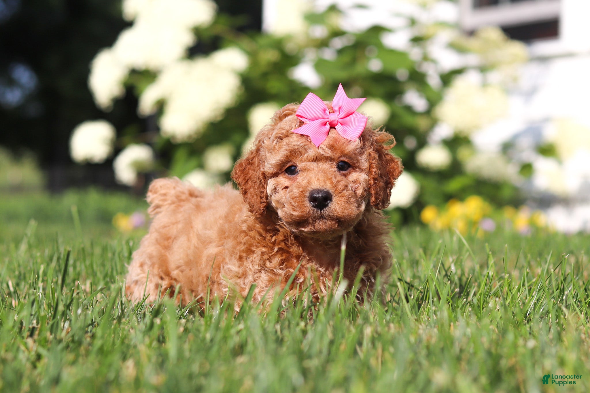 Cavapoo dogs Millie - Ad 2