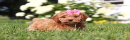 Cavapoo dogs for sale: Millie - Ad 2