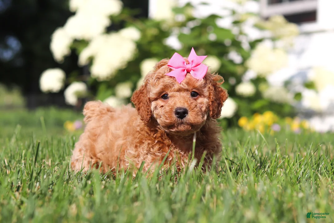 Cavapoo dogs for sale: Millie - Ad 2
