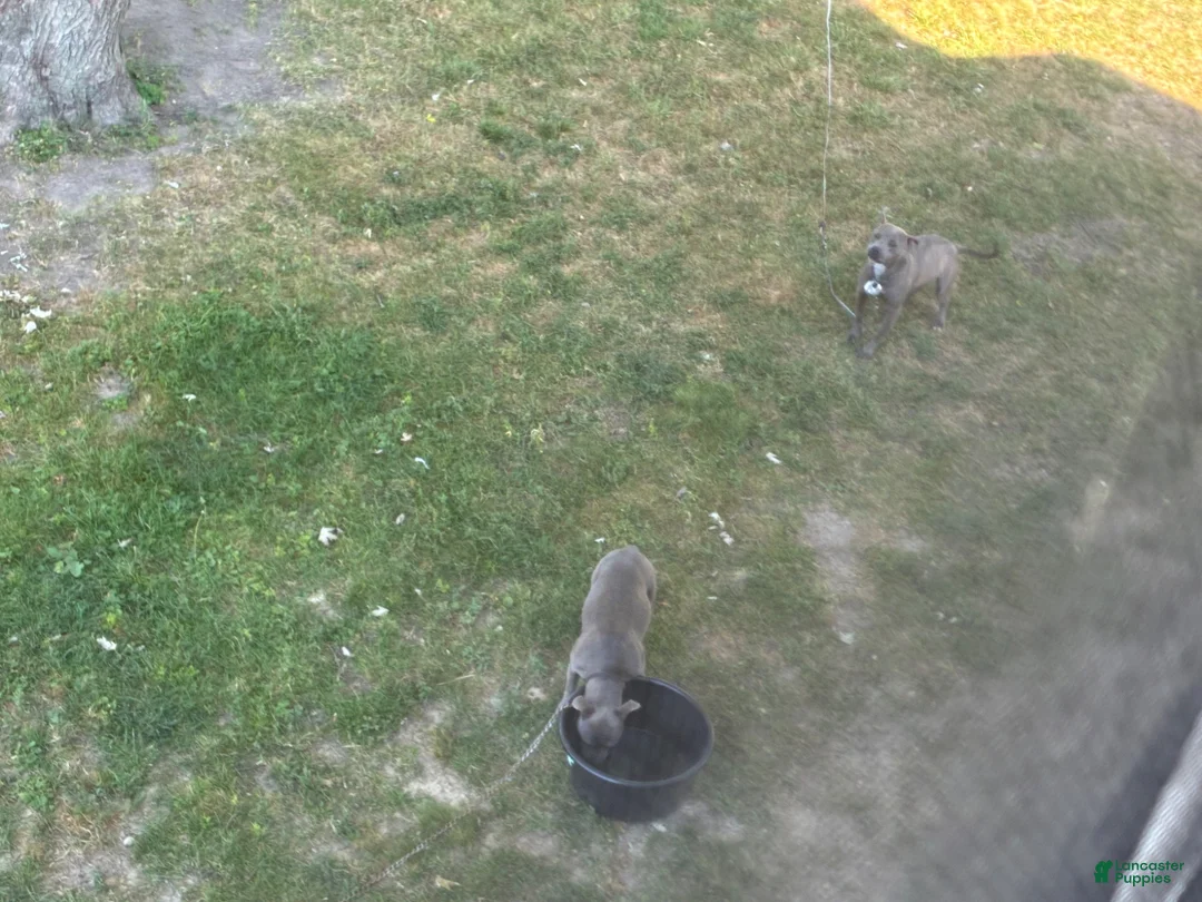 American Bully dogs for sale: American Bully 6 - Ad 2