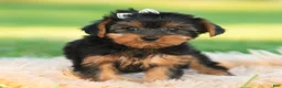Yorkshire Terrier dogs for sale: Leo - Ad 10