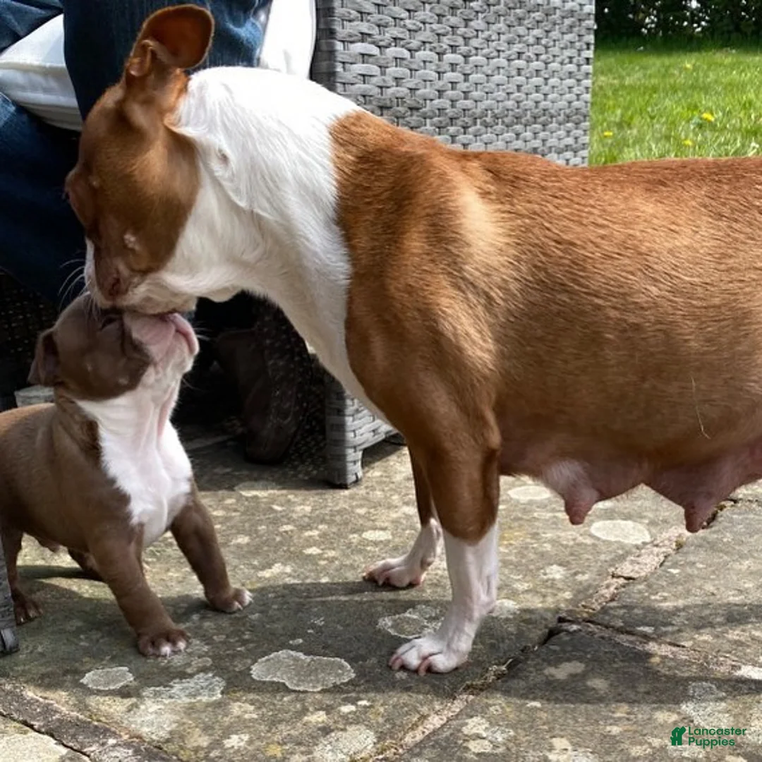 Gallery Image {{count}}