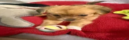 Mixed Breed dogs for sale: Mixed Breed 1 - Ad 3