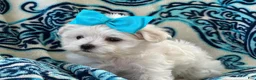 Maltese dogs for sale: APRI Maltese - Lucy - Ad 3