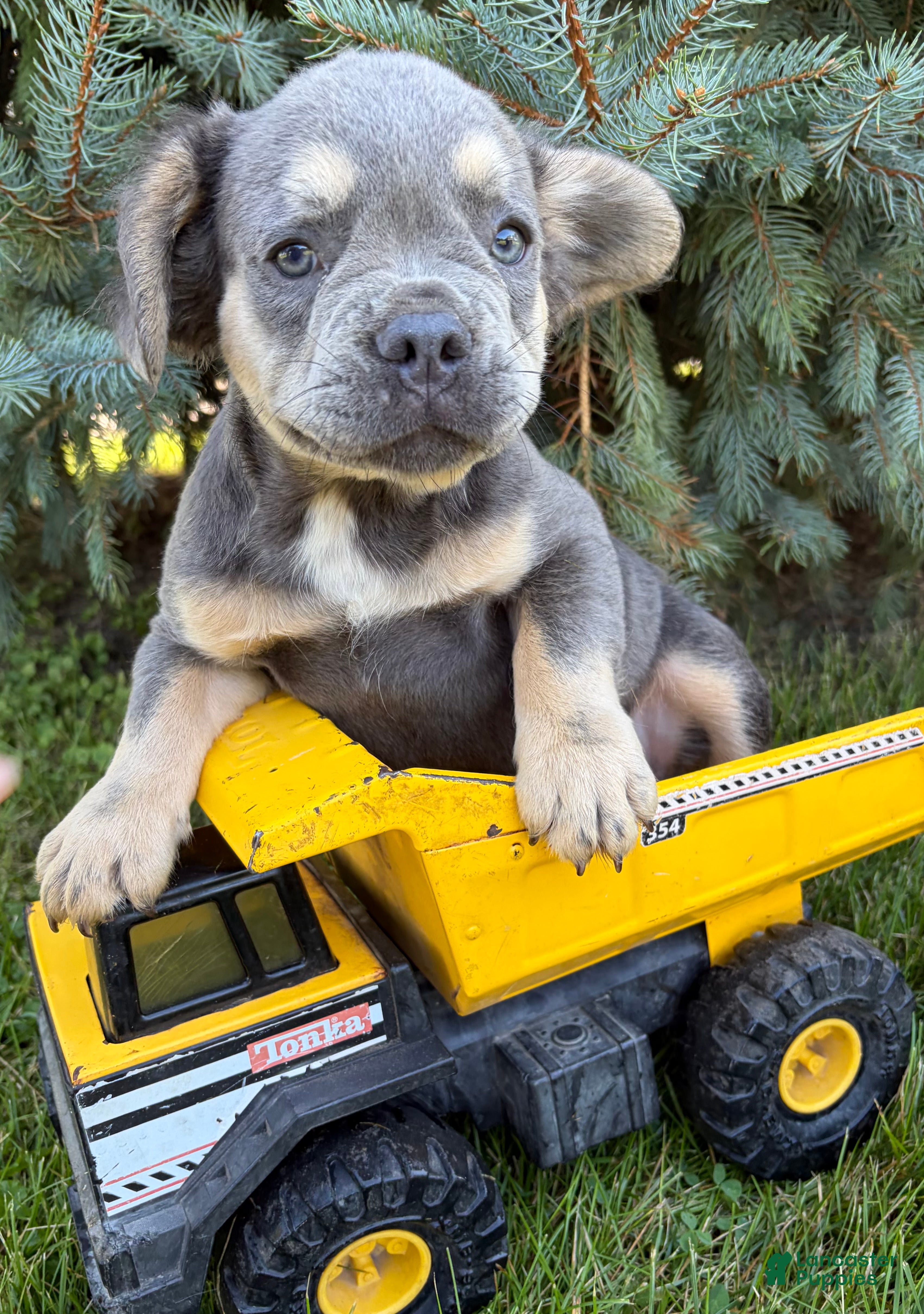 French Bulldog dogs Diesel Fluffy - Ad 2