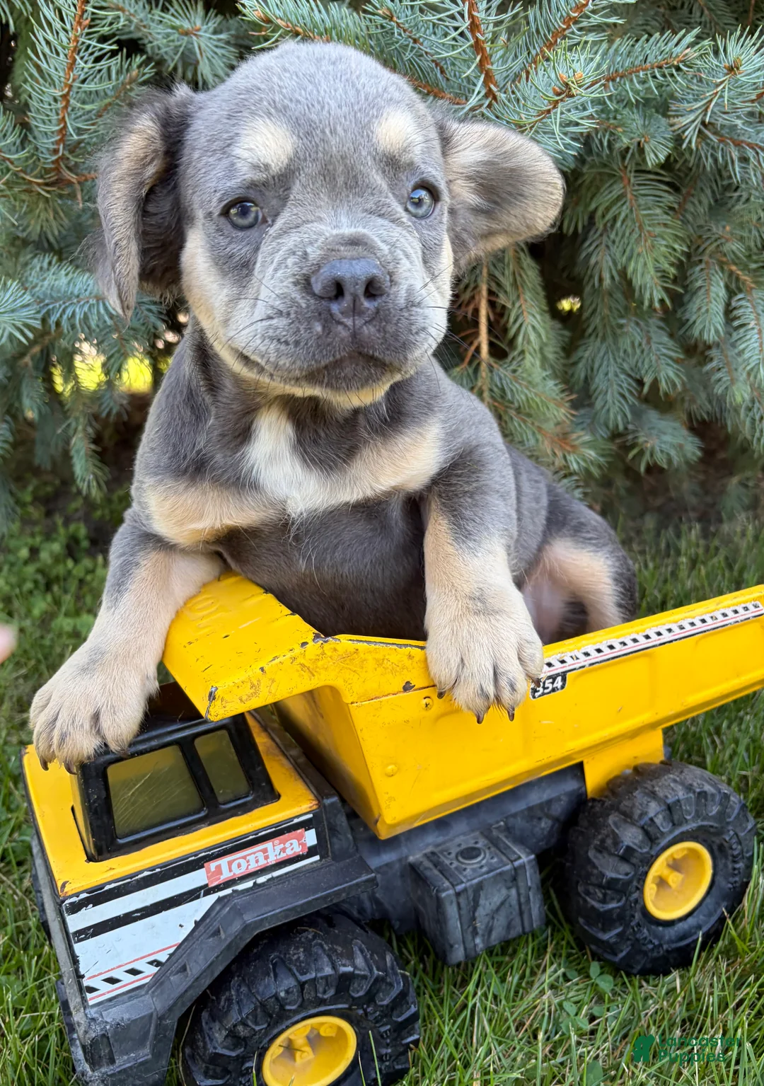French Bulldog dogs for sale: Diesel Fluffy - Ad 2