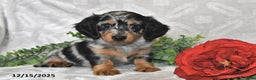 Dachshund dogs for sale: Eliot - Ad 1