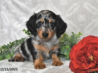 Dachshund dogs Eliot - Ad 13