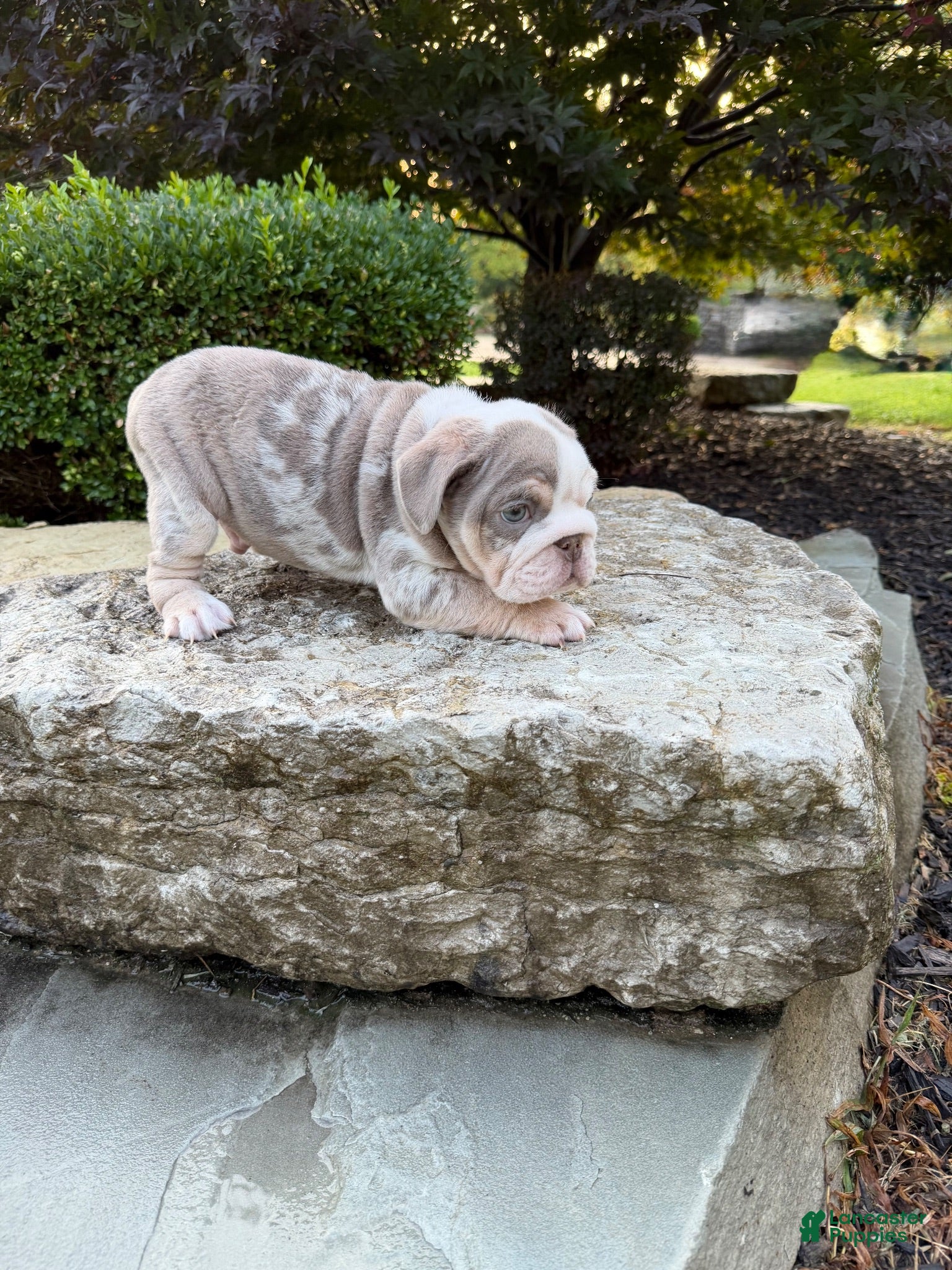 English Bulldog dogs Maverick - Ad 1